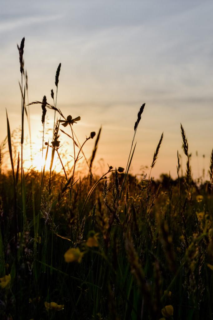 Photo of dim sunlight and sky in background and field of wildflowers and grass close-up in foreground